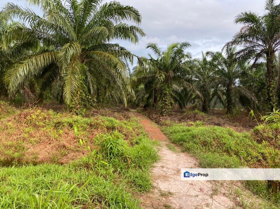 Ayer Baloi @ Pontian 6.59acres Agricultural Flat Land for Sale, Johor, Pontian