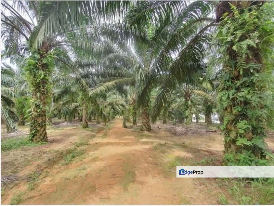 Kluang Zoning Residential Land 9.8acres for Sale, Johor, Kluang