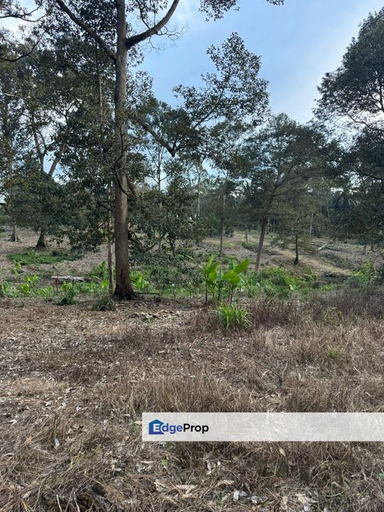 Paloh Kluang 6acres Durian Land for Sale, Johor, Kluang