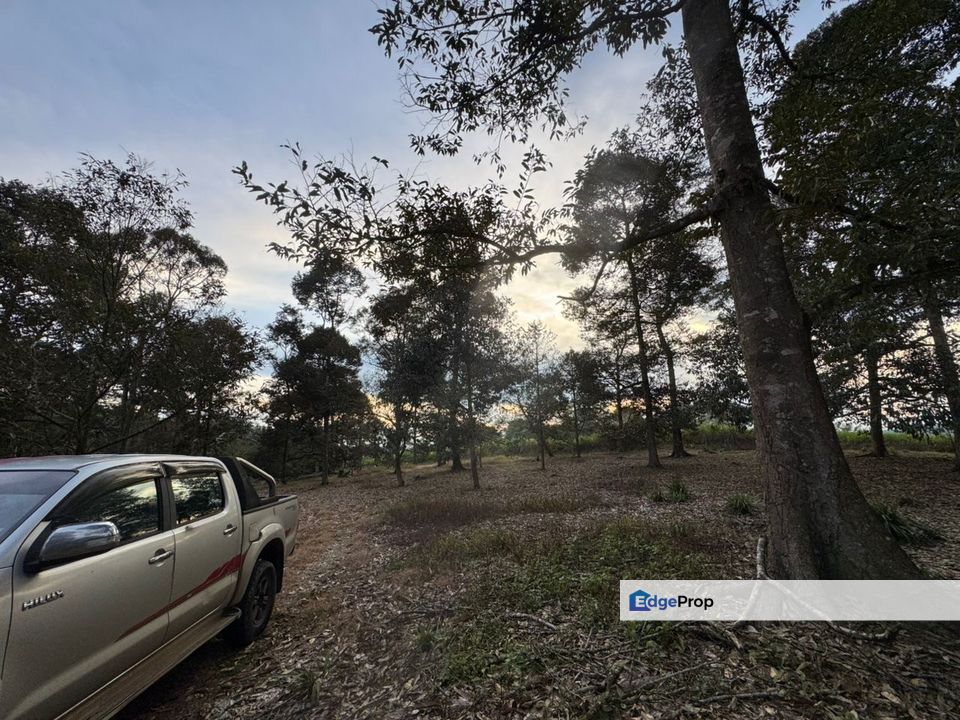 Paloh Kluang 6acres Durian Land for Sale, Johor, Kluang
