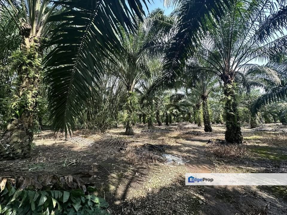 Jalan Parit Semerah, Kampung Parit Kudus @ Pontian 3.04acres Agricultural Land for Sale, Johor, Pontian