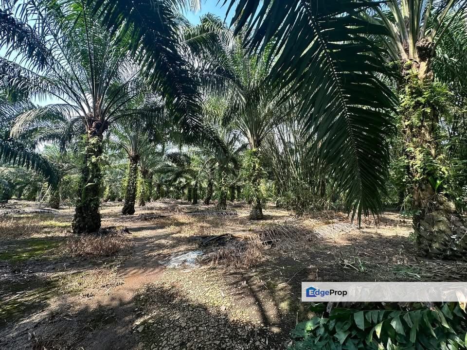 Jalan Parit Semerah, Kampung Parit Kudus @ Pontian 3.04acres Agricultural Land for Sale, Johor, Pontian