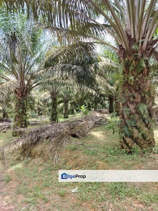 Paloh to Kangkar Baru 16acres Land for Sale, Johor, Kluang