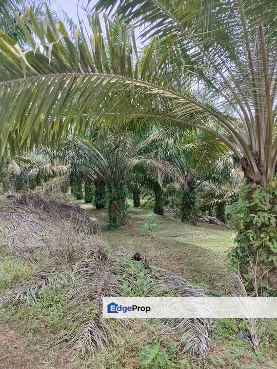 Paloh to Kangkar Baru 16acres Land for Sale, Johor, Kluang