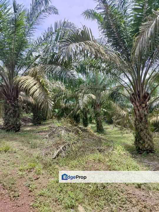 Paloh to Kangkar Baru 16acres Land for Sale, Johor, Kluang