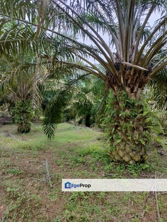 Paloh to Kangkar Baru 16acres Land for Sale, Johor, Kluang