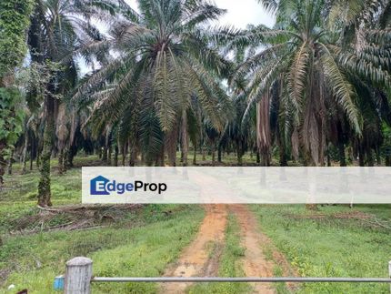 Jalan Mersing Oil Palm Plantation for Sale, Johor, Mersing