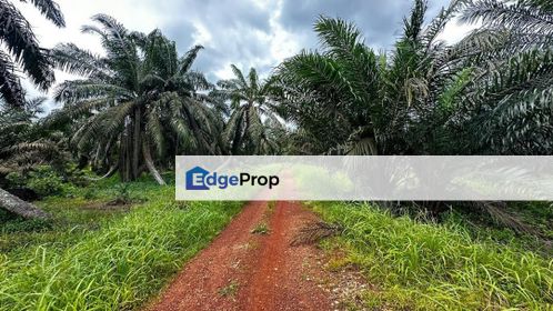 Ayer Hitam 31acres Oil Palm Estate for Sale, Johor, Ayer Hitam