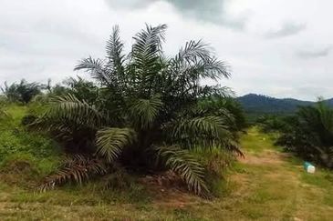 Kurnia Kluang Coronation Palm Oil Land for Sale