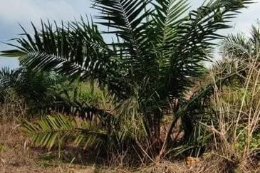 Kurnia Kluang Coronation Palm Oil Land for Sale