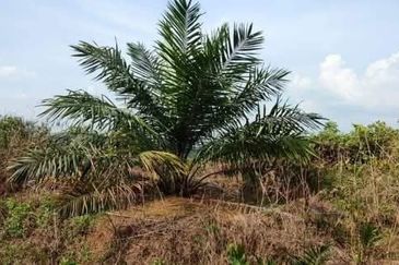 Kurnia Kluang Coronation Palm Oil Land for Sale