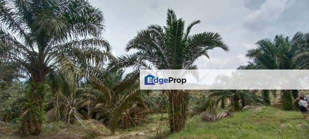 Jalan Mersing 25acres Palm Oil Land for Sale, Johor, Mersing