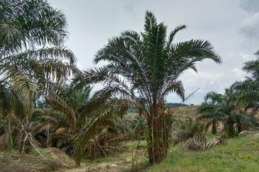 Jalan Mersing 25acres Palm Oil Land for Sale
