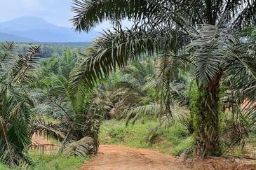 Jalan Mersing 25acres Palm Oil Land for Sale