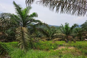 Jalan Mersing 25acres Palm Oil Land for Sale