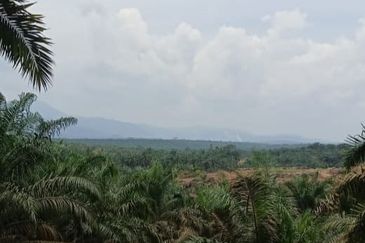 Jalan Mersing 25acres Palm Oil Land for Sale