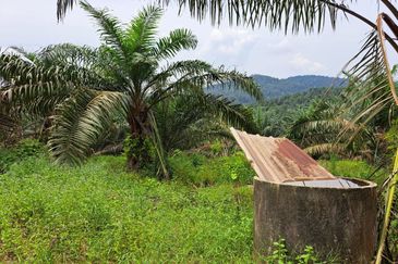 Jalan Mersing 25acres Palm Oil Land for Sale