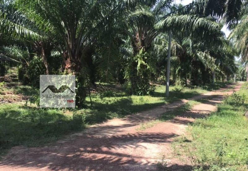 Agricultural Land 4.6166 Acres Kampung Kuala Lukut Chuah For Sale!!