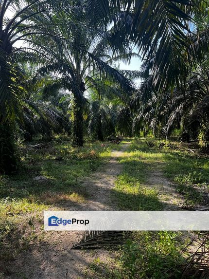 Malay Reserved Land For Sales , Johor, Pagoh