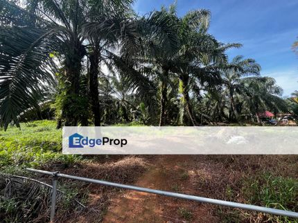 Agricultural Land For Sale in Mukim Sungai Balang, 4.46 acres, Johor, Muar