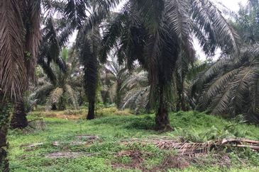 Taman Dato Hormat, Telok Panglima Garang