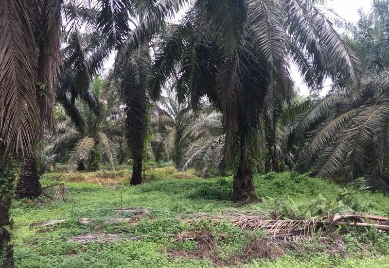 Taman Dato Hormat, Telok Panglima Garang