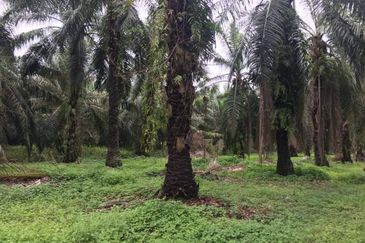 Taman Dato Hormat, Telok Panglima Garang