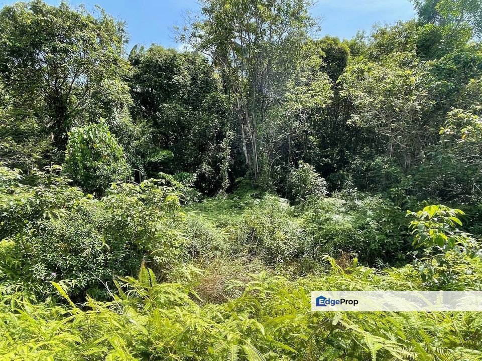 Harga Runtuh: Tanah Pertanian Tepi Jalan Penunjuk Kijal Kemaman, Terengganu, Kemaman