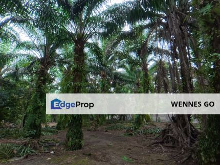Kayu Ara Pasong Pontian Agricultural Land For Sale , Johor, Pontian