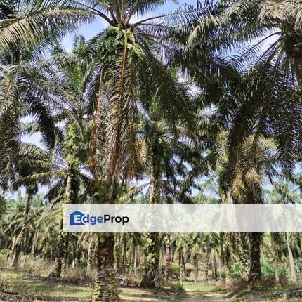 To Sale Pagoh, Muar. Plam oil, Johor, Rengit