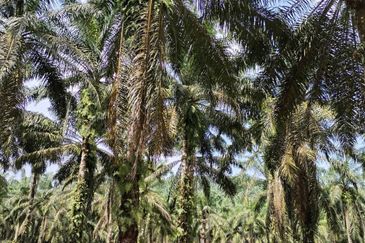 To Sale Pagoh, Muar. Plam oil