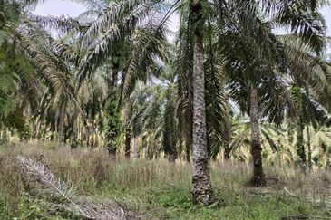 To Sale Pagoh, Muar. Plam oil