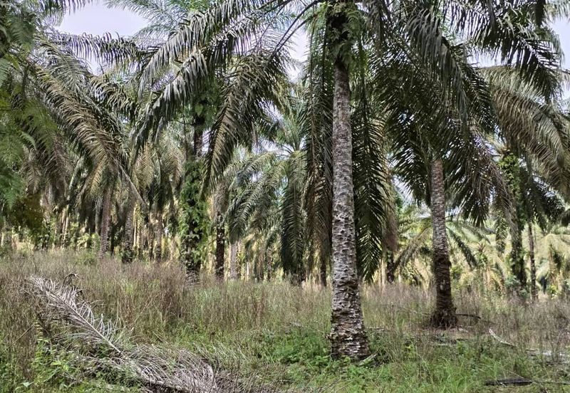 To Sale Pagoh, Muar. Plam oil