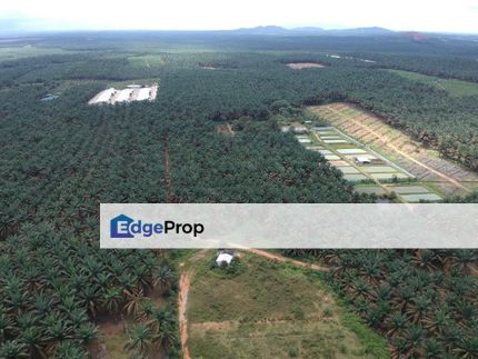 To Sale Kluang. Layang-Layang Agriculture Land, Johor, Layang Layang