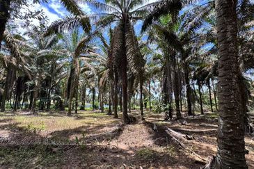 To Sale Kluang. Layang-Layang Agriculture Land