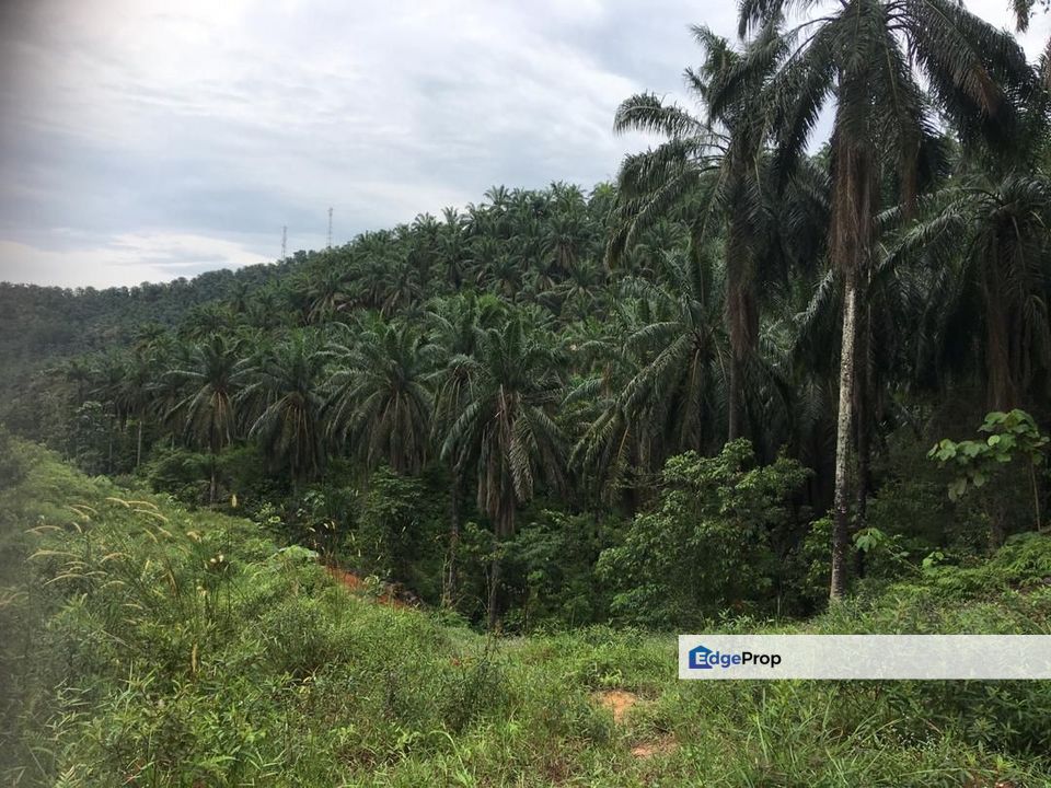 To Sale Kluang. Layang-Layang Agriculture Land, Johor, Layang Layang