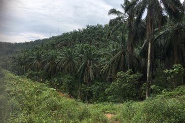 To Sale Kluang. Layang-Layang Agriculture Land