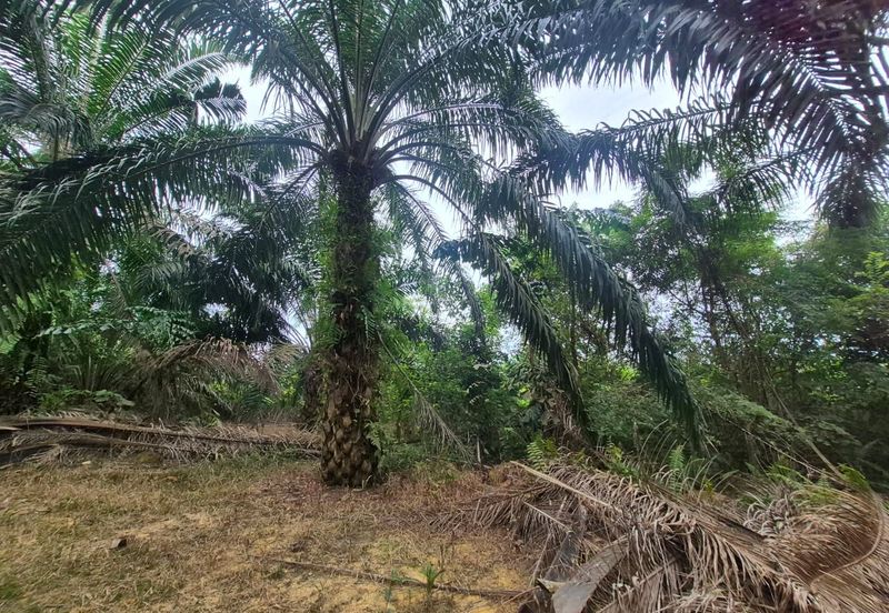 For Sale Agricultural Land, Kulai