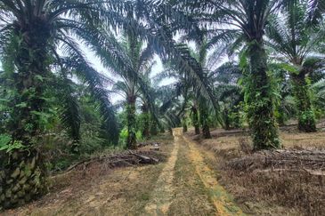 For Sale Agricultural Land, Kulai