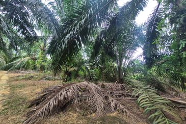 For Sale Agricultural Land, Kulai