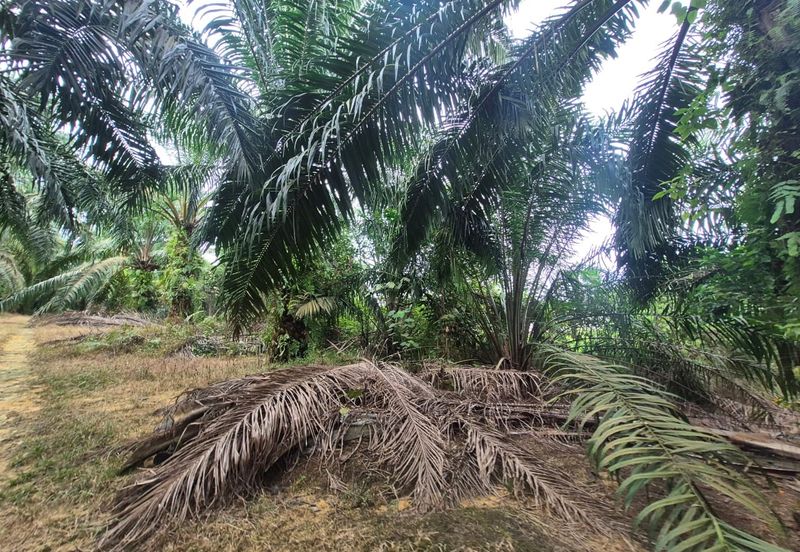 For Sale Agricultural Land, Kulai