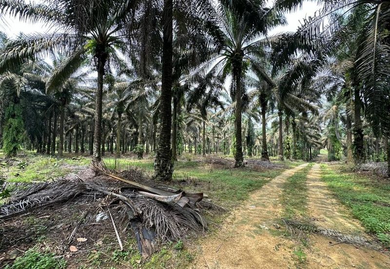To Sale Kulai Sengkang, Agricultural Land