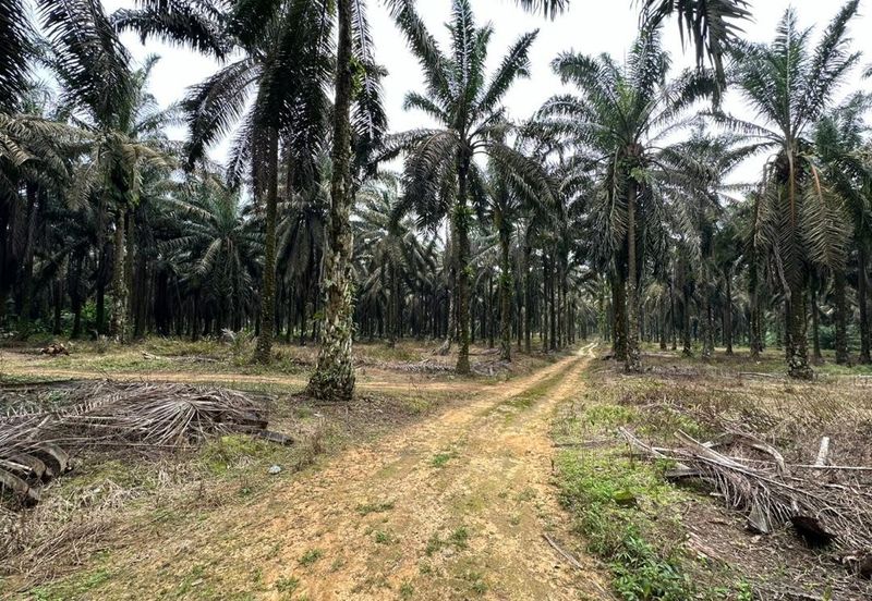 To Sale Kulai Sengkang, Agricultural Land