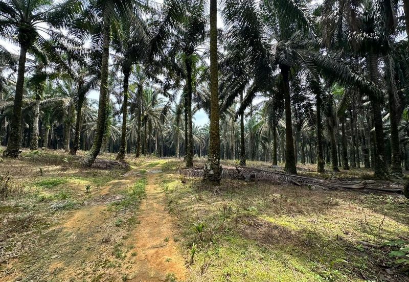 To Sale Kulai Sengkang, Agricultural Land
