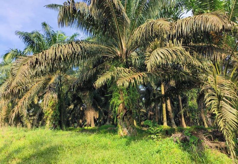 To Sale Sengkamg @ Agricultural land