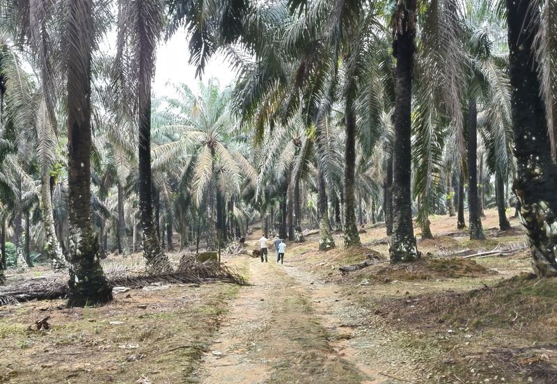 To Sale Sengkamg @ Agricultural land