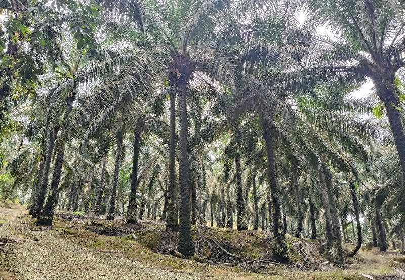 To Sale Sengkamg @ Agricultural land