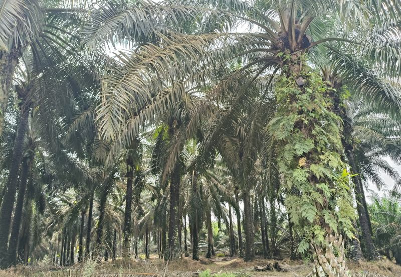 To Sale Sengkamg @ Agricultural land