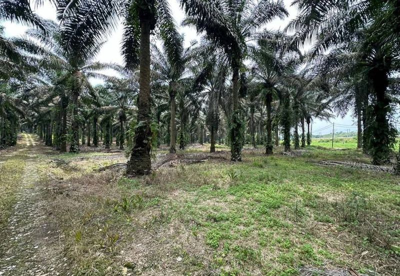 To Sale Sengkang, Agricultural land