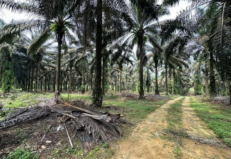To Sale Sengkang, Agricultural land